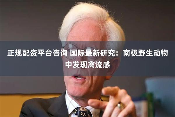 正规配资平台咨询 国际最新研究：南极野生动物中发现禽流感